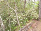 Blooming Laurel by HikerMan36 in Flowers