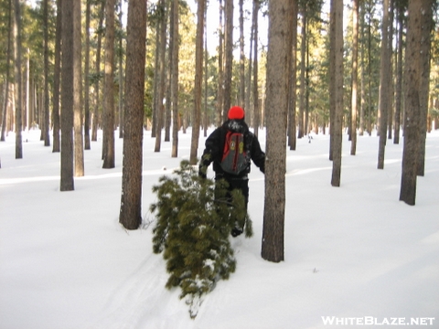 Footslogger's Xmas Tree - 2007