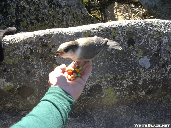 Gray Jay