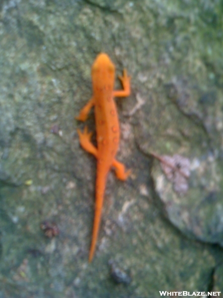 Salamander Sticking Out Like A Sore Thumb On A Green Trail, Pictured On A Rock.