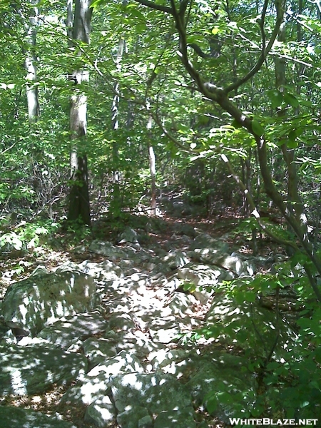 Trail Heading Towards The Pinnacle ...