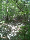 Trail Heading Towards The Pinnacle ...