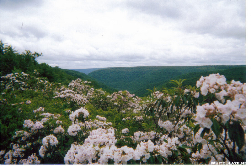 Black Forest Trail