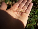 Stick Bug