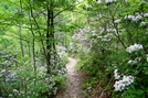 AT about 3 Miles North Of Erwin, Tn by SmokyMtn Hiker in Trail & Blazes in North Carolina & Tennessee