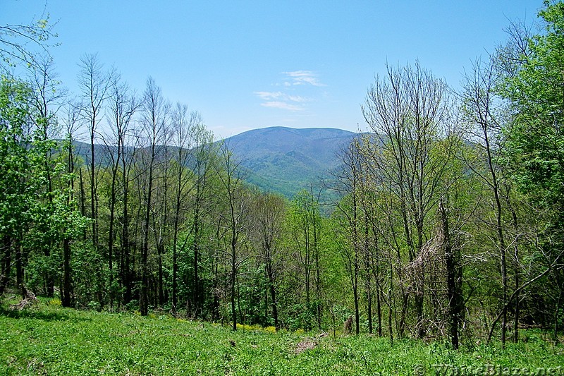 View of Unaka Mountain 0.8 mile north of Iron Mountain Gap