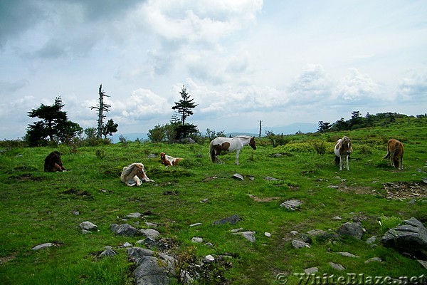 Wild Ponies