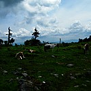 Wild Ponies by SmokyMtn Hiker in Other