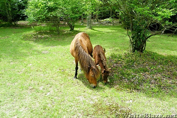 Wild Ponies