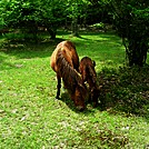 Wild Ponies