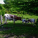 Cattle by SmokyMtn Hiker in Other