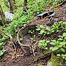 Appalachian Trail in the GSMNP