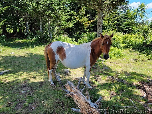 Wild Ponies