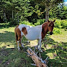 Wild Ponies by SmokyMtn Hiker in Other