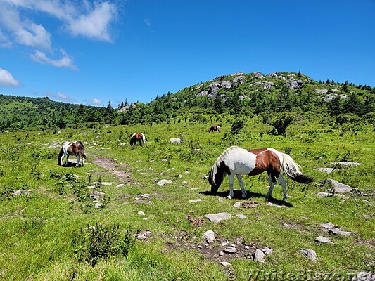 Wild Ponies