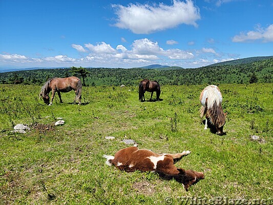 Wild Ponies