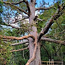 Keffer Oak