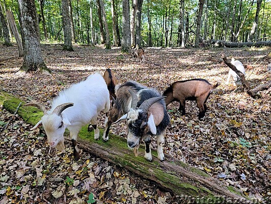 Goats on Peters Mountain
