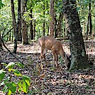 Whitetail Deer by SmokyMtn Hiker in Deer