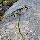 Green Snake by SmokyMtn Hiker in Snakes