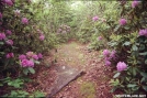 Rhododendrons along the A.T. by The Old Fhart in Trail & Blazes in North Carolina & Tennessee