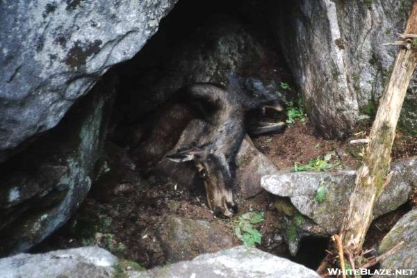 dead moose in Mahoosuc Notch