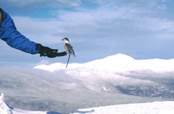 Canada Jay on Mt. Jackson, NH