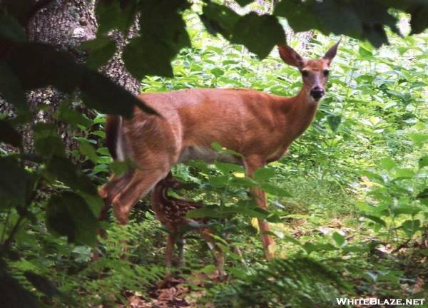 Deer with nursing fawn, Big Meadow Campground, VA