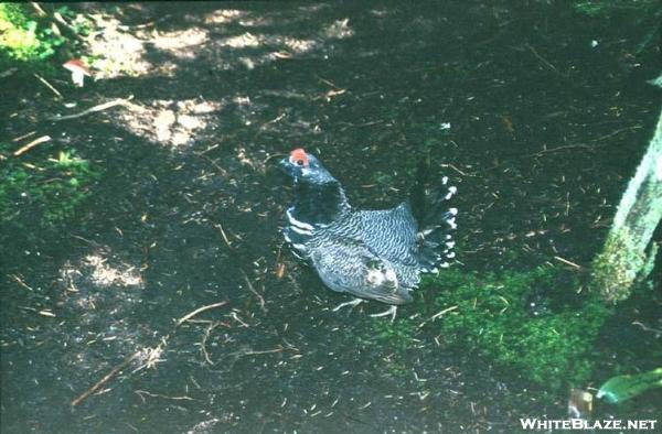 Spruce Grouse on the A.T.