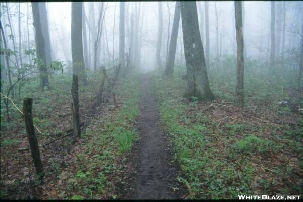 Foggy trail in NC