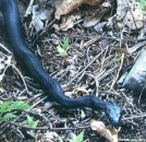 black snake by The Old Fhart in Snakes