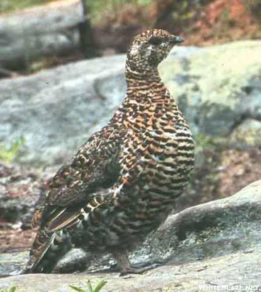 Spruce Grouse