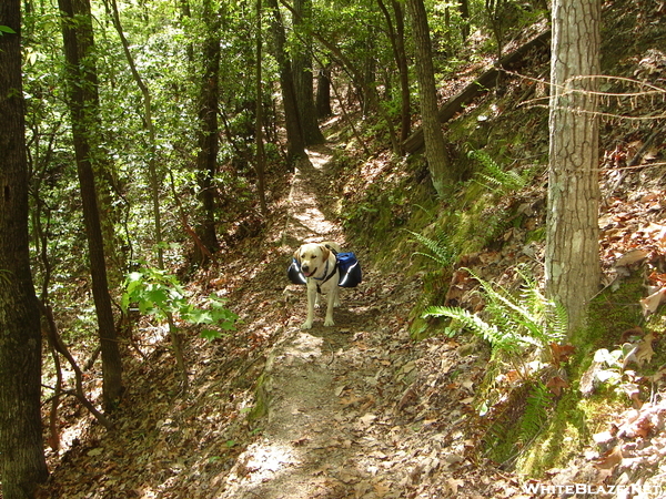 Near Laurel Valley