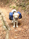 Hiking Partner