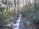 Rhododendron Trail--cornelia, Georgia