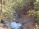 Rhododendron Trail--cornelia, Georgia