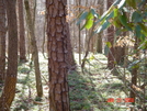 Rhododendron Trail--cornelia, Georgia