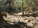 Panther Creek Falls