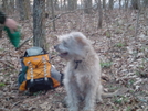 Springer Mountain 4/19/08