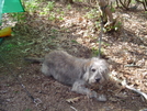 Standing Indian Memorial Day Hike by Bulldawg in Trail & Blazes in North Carolina & Tennessee