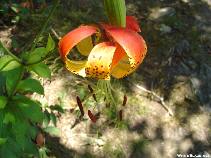 Flower On Springer 8/8/08