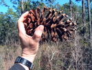 Chenango Holding A Big Pine Cone On The Ft by Chenango in Florida Trail