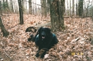Beardog by CrumbSnatcher in Thru - Hikers