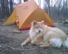 Kuma And The Msr Hubba Hubba by hutnons in Tent camping