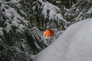 Tent Through Trees