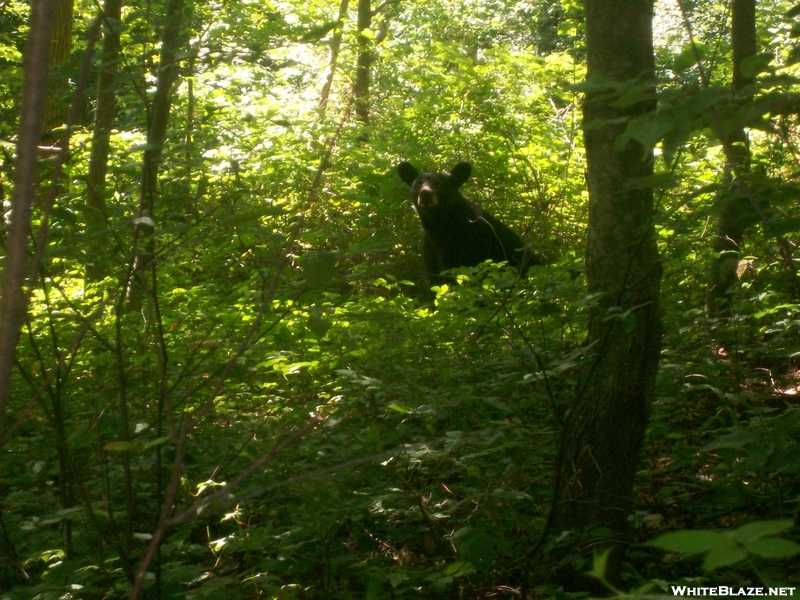 At Thru Hike 2008