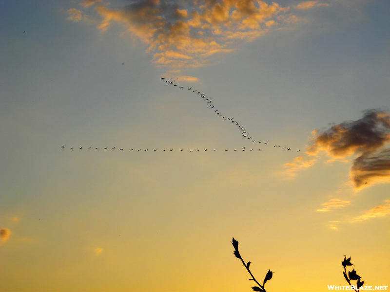 Geese In Flight