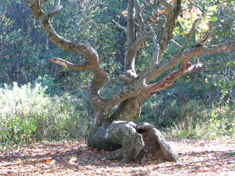 Old Tree On At