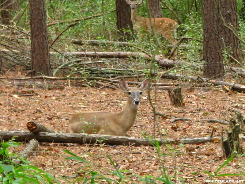 Doe With Spotted Fawn
