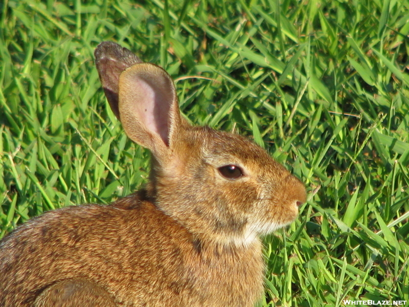 Rabbit